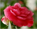گل کاملیا